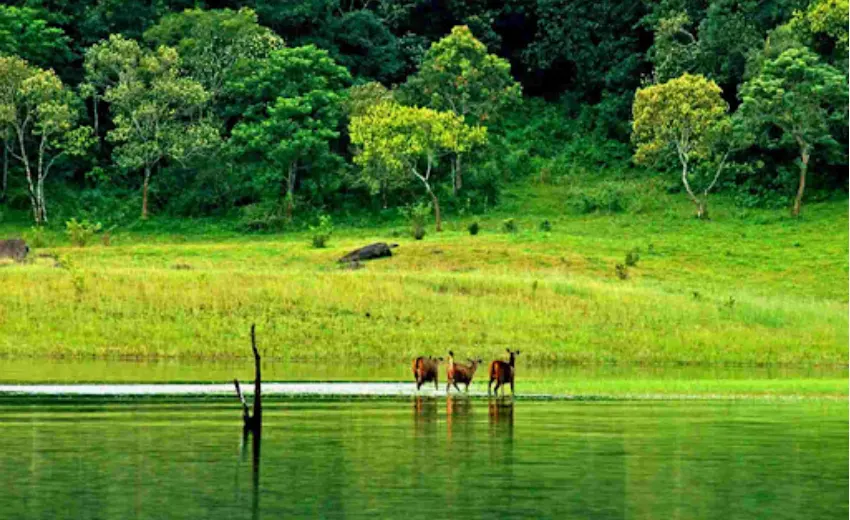 Thekkady Pink Gems Of South