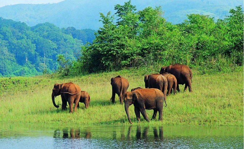 Thekkady South India Tiger Safari