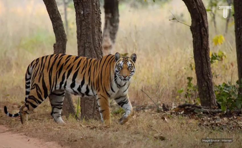  luxury tiger india wildlife safari tours