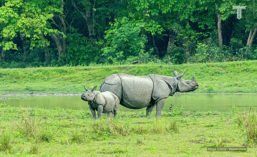 indian rhinoceros - india wildlife safari tours