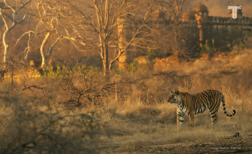 ranthambore national park adventures, best jungle safari to do in Rajasthan; luxury safari india
