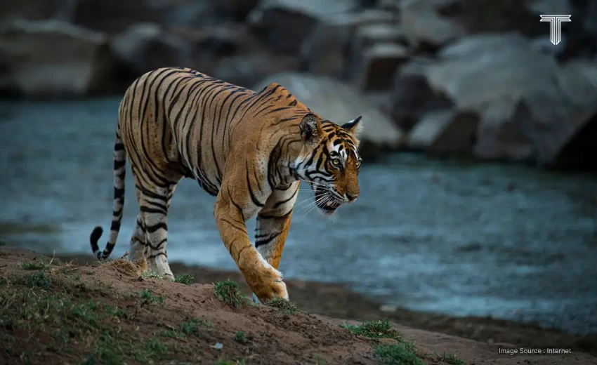 luxury safari india