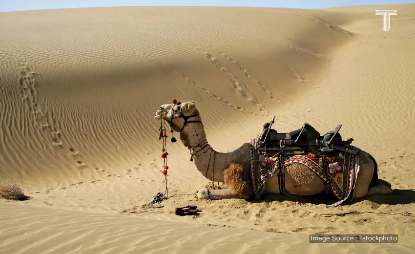 A cinematic shot of the Camel safari ride in Rajasthan’s deserts