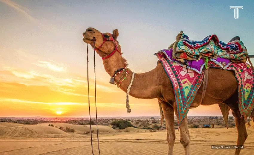sunset camel rides and night in desert at rajasthan