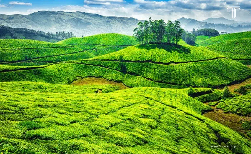 green manali mountain india cool places to visit
