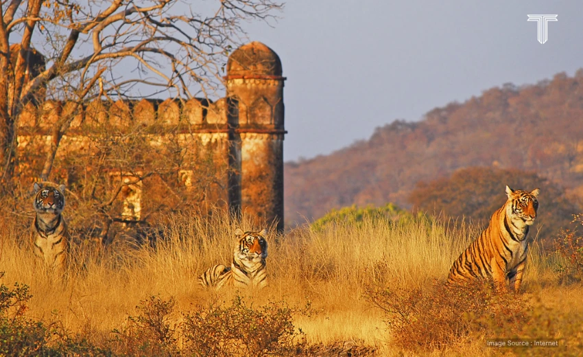Ranthambore adventurous wildlife tour in india