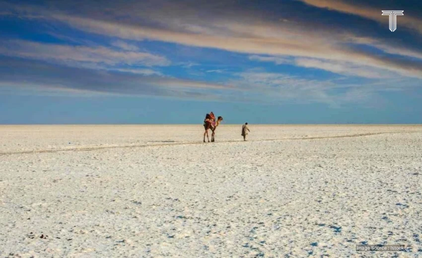 Camel - jungle safari in india