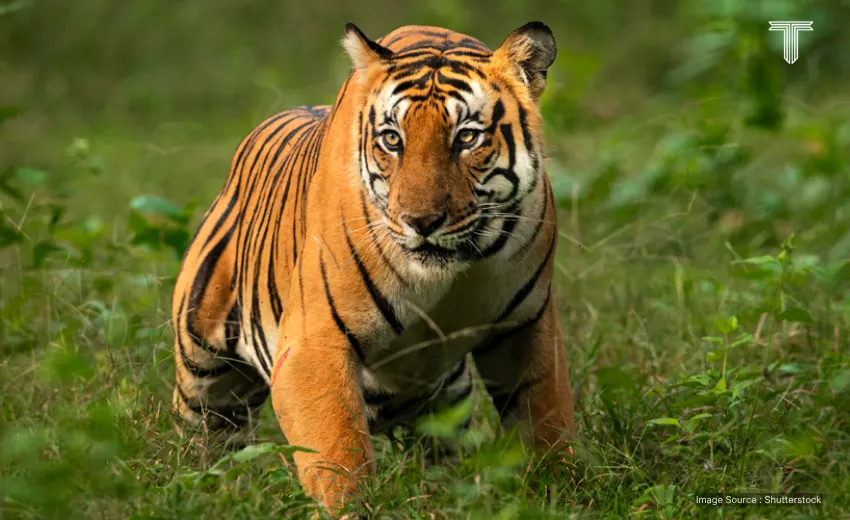 Jim Corbett National Park - wildlife adventures