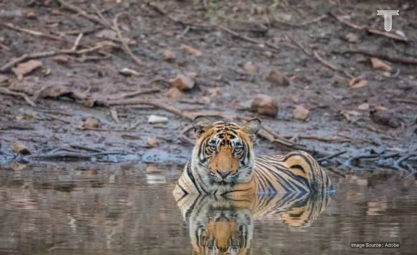 Ranthambore - american tourists