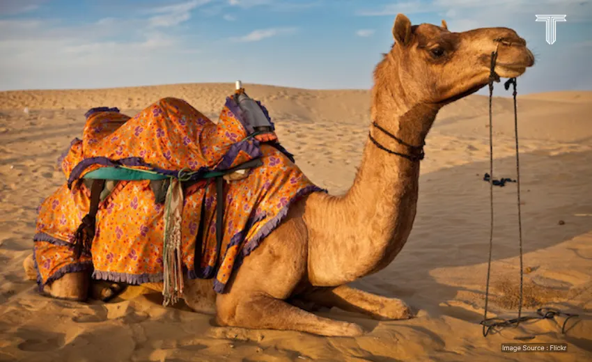 camel safari in Rajasthan - american tourists