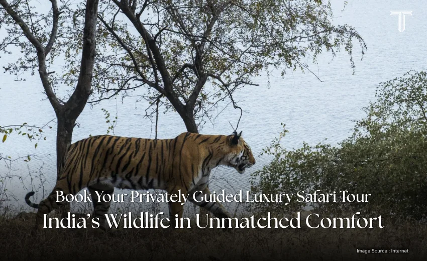 30014 A - Ranthambore’s tigers luxury safari