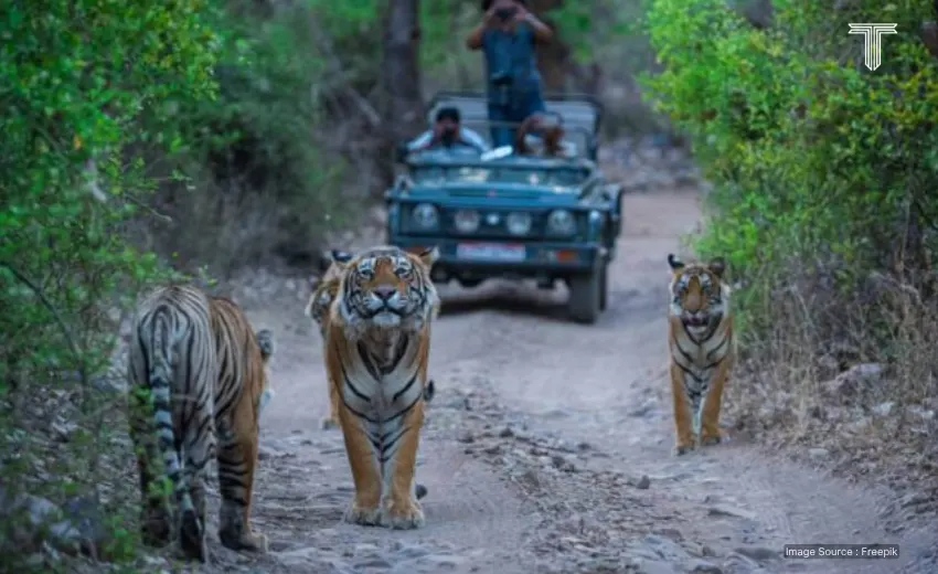 luxury safari
