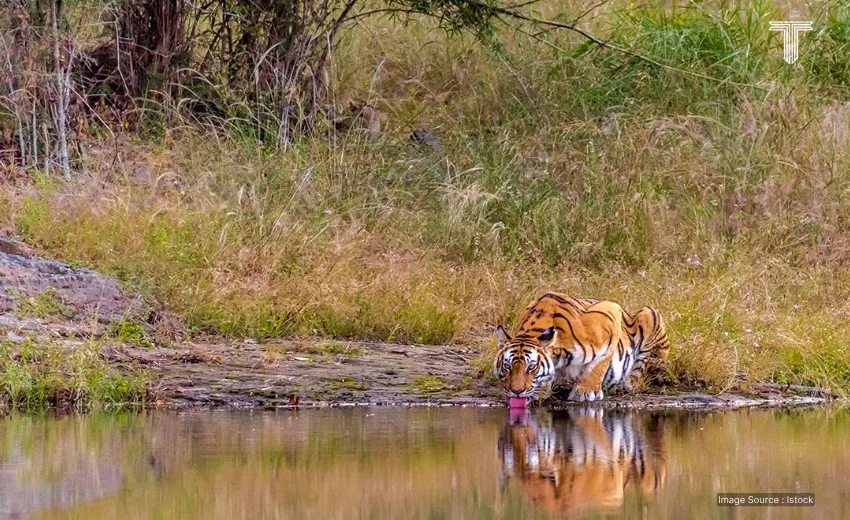 Bandhavgarh National Park - tour india
