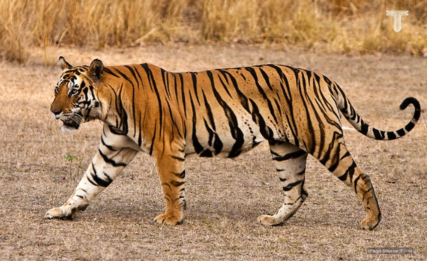 Bengal tiger walking - private luxury safari