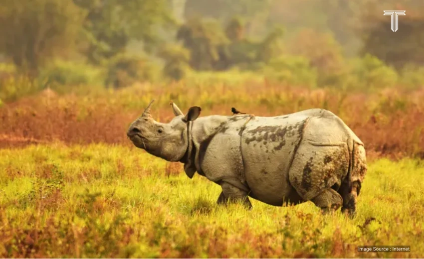 Kaziranga - best national parks to visit