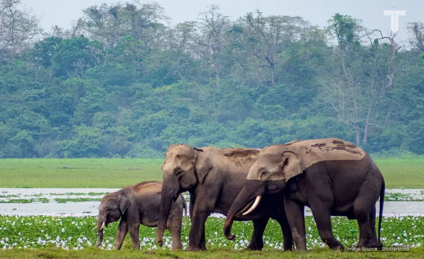 kaziranga national park - best places to visit