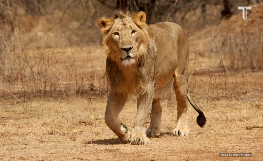 private safari tours