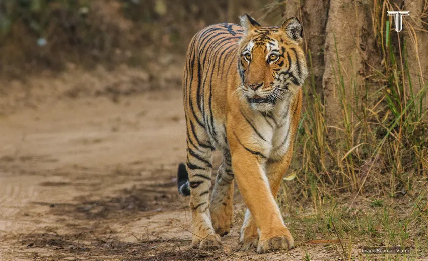 private safari tours